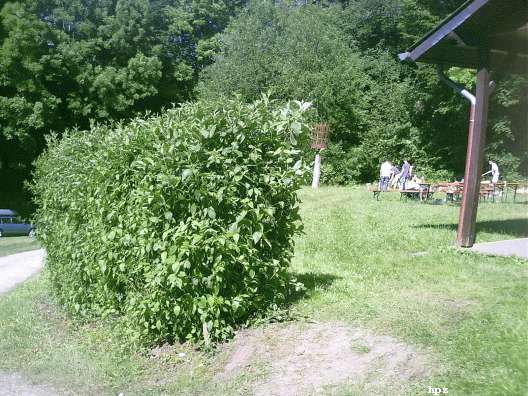 Pfingsten2009_HPZ (156)